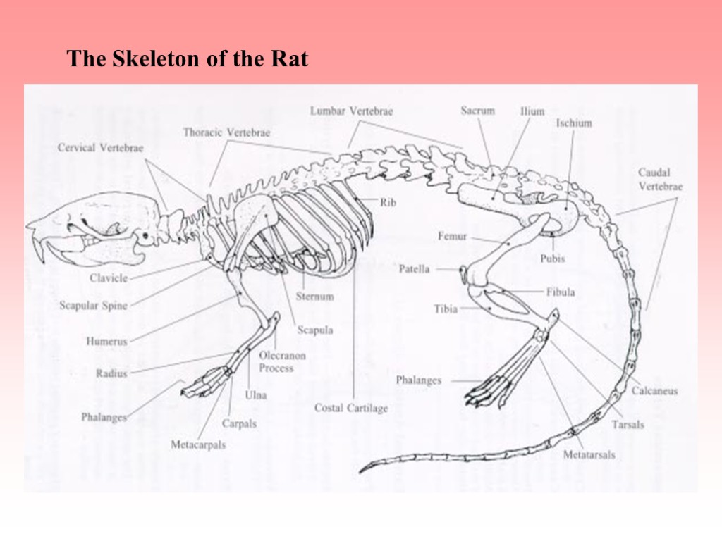 The Skeleton of the Rat